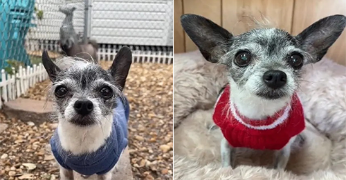 Chihuahua Ends Up At Shelter Because She Wanted To Share Bed With Her Hoomans
