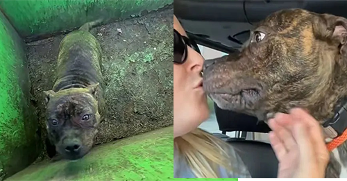 Rescuers Open A Dumpster Lid And Discover The Most Adorable Eyes Looking Back At Them