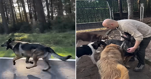 Man Going To Work Noticed An Abandoned Pup Who Chased His Owner’s Car For A Long Time