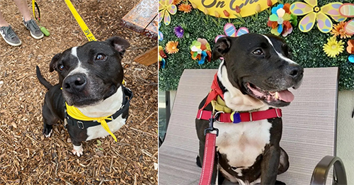 Shelter’s Longest Resident Spends 500 Days Waiting For A Family, Then Comes A Heartbreak