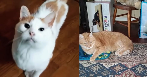 Woman Adopts A Cat From Maryland Shelter, Then Realizes She’s Made A Huge Mistake