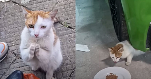 Stray Cat Pleads For Food And Help On The Streets Until One Kind Man Steps Up