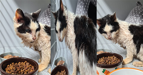25-Year-Old Cat Can’t Hold Back Tears As She Reunites With Her Family After Two Years
