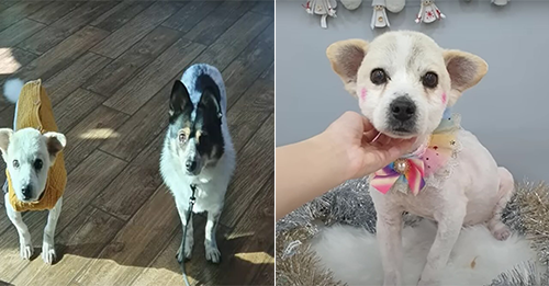 Abandoned 16-Year-Old Dog Walks Miles Every Day Just To Beg His Old Owner For Food