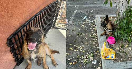 Heartbroken Pup Couldn’t Stop Crying After Her Family Was Forced To Abandon Her With All Her Belongings