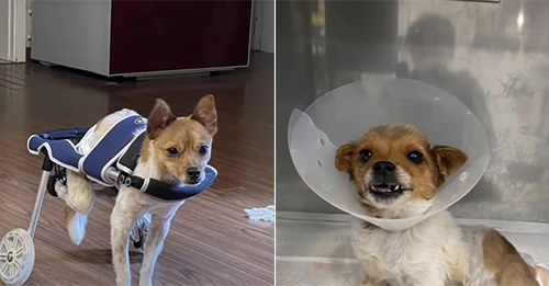 Abandoned Dog With Broken Spine Cries In Pain, Holding Onto Hope For Rescue