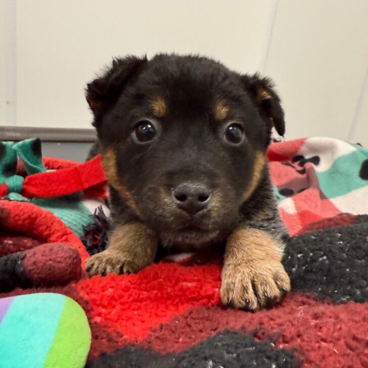 Puppy Overlooked In Wisconsin Shelter Devastated To Watch His Littermates Leave For New Homes