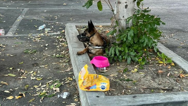 Heartbroken Pup Couldn’t Stop Crying After Her Family Was Forced To Abandon Her With All Her Belongings
