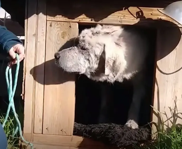 A Sweet Dog Abandoned And Left In His Doghouse Finds A New Family
