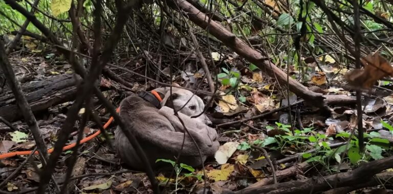 Missouri Rescuers Found A Seriously Malnourished Pup In The Woods, So They Hurried To Help