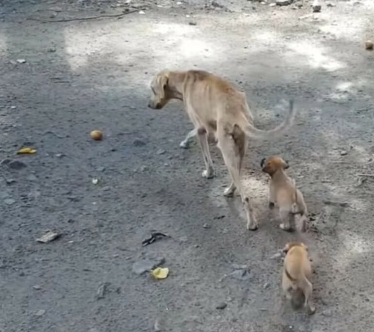 Malnourished Mama Dog Just Wanted To Help Her Babies But She No Longer Had The Strength To Feed Them