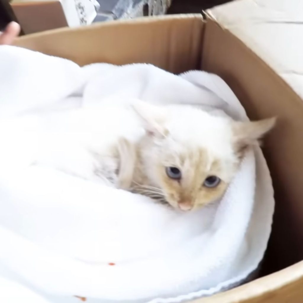 Family Finds A Lifeless Kitten Frozen In The Snow, Brings Him Back To Life And Into Their Home