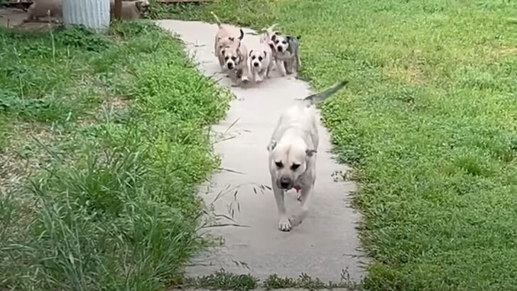 Pregnant Dog From Mississippi Begged People For Help, Not Knowing Everything Was About To Change For Her