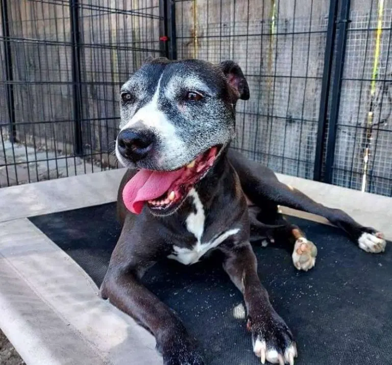 Senior Pit Bull Overlooked In A Shelter For 11 Long Years Goes To A Beautiful Home
