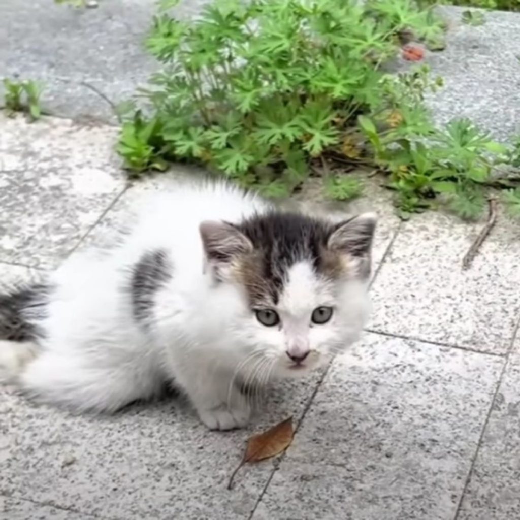 Injured Kitten Desperately Gripped Man’s Pant Leg As If Saying, ‘Please Don’t Leave Me’