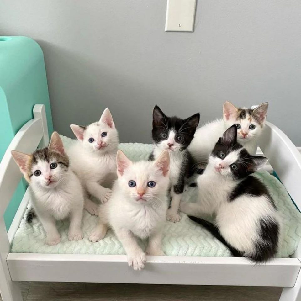 Cat Gets Too Sick To Care For Her 10-Day-Old Kittens Leaving Them In Urgent Need Of Help