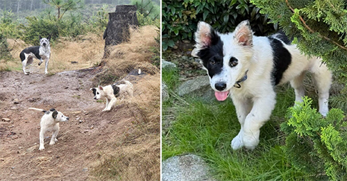 Rescuers Were Devastated After Realizing There Was A Dog Family Just Wandering On The Road