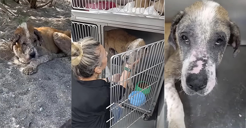 Neglected 15-Year-Old Dog Couldn’t Stop Crying After Her Heartless Owner Kicked Her Out On The Streets