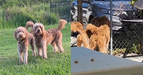 Family Drops Off Their 2 Dogs At Florida Shelter And Leaves Without Looking Back