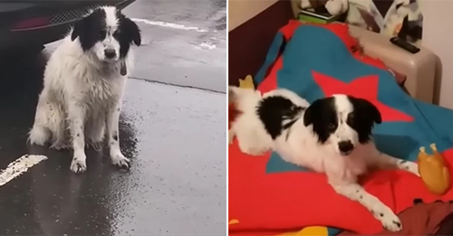 A Loyal Abandoned Pup Spent Hours Waiting In The Pouring Rain, Believing His Owners Would Return For Him