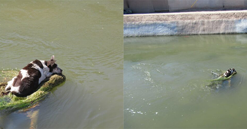 Shock As Dog Stuck On Shopping Cart In Arizona Canal Tries To Stay Afloat, Hoping For Help