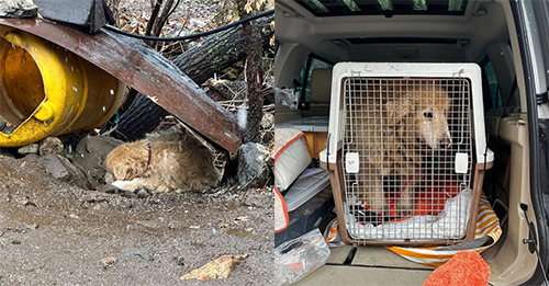 Pup Who Spent 10 Whole Years Leashed Near A Cliff Tears Up When He Finally Sees Kind Hoomans