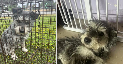 Pup Abandoned At Parking Lot In California Refused To Leave Her Spot Even After Her Owners Dumped Her