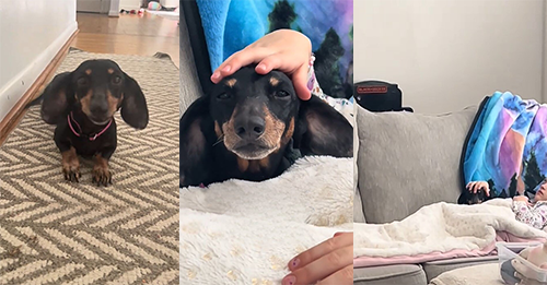 Dog Felt Heartbroken After Her Family Surrendered Her To A Shelter Over A Non-Existent Reason