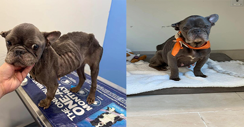 Frenchie Abandoned In Florida Park Faces Euthanasia As Shelter Has No Resources For His Treatment