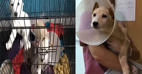 Devastated Dog Refuses To Leave His Injured Sister’s Side Who Was Lying Motionless On The Ground
