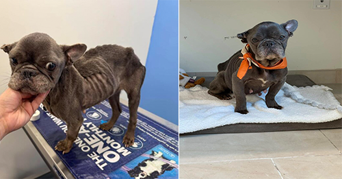 Frenchie Abandoned In Florida Park Faces Euthanasia As Shelter Has No Resources For His Treatment
