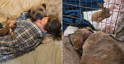 Mother Dog Didn’t Know How To Thank A Woman For Saving Her Beloved Children
