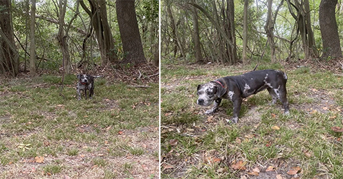 Rescuers Were Brought To Tears When They Saw What Somebody Did To This Dog Behind A Cemetery