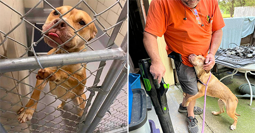 Long-Time Resident At Georgia Shelter Blossoms After Finding The Perfect Foster Family
