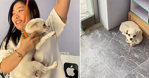 A Little Frightened Puppy Who Ran Into A Store And Curled Up In A Corner Was Begging For Help