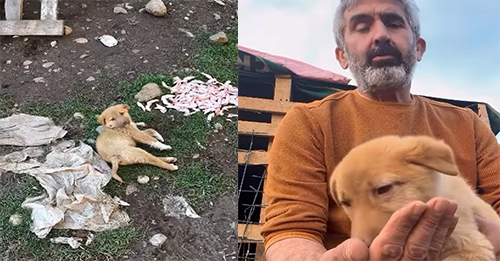 Puppy With A Broken Spine Couldn’t Stop Crying From The Pain When Good Souls Found Him