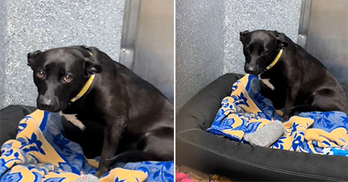 Lovely Pup Returned To California Shelter After 3 Days With Her New Family Feels Heartbroken