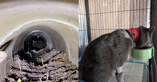 Florida Residents Shocked After Seeing A Cat Dragging Around With An Arrow In His Body