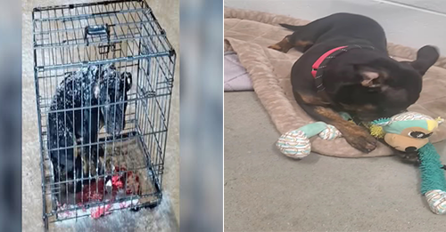 Kansas Rescuer Was Devastated After Finding A Pup Who Was Left In A Cage During A Snowstorm