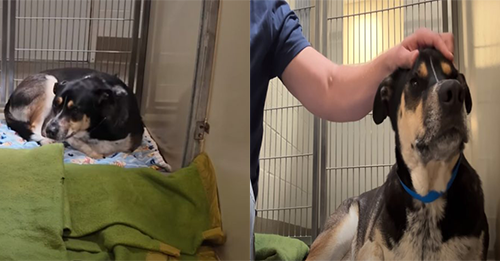 Heartbroken Dog Returned To Shelter Keeps Staring At The Wall, Shutting Down From The World