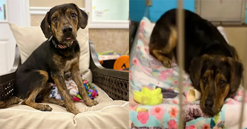 Pup Can’t Hide The Sadness From His Face After Adoptive Family Returned Him Back To The Shelter