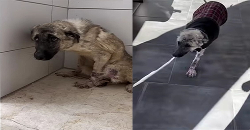 Fearful Crying Dog Abandoned By Owners And Tied To A Fence Learns What Happiness Looks Like