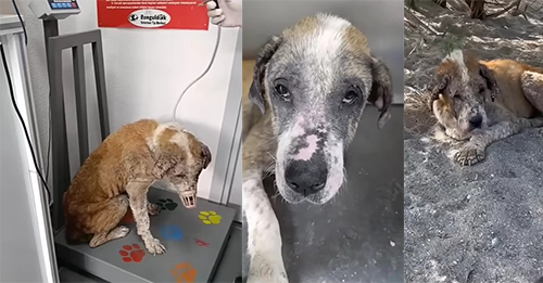 Neglected 15-Year-Old Dog Couldn’t Stop Crying After Her Heartless Owner Kicked Her Out On The Streets
