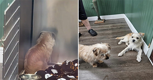 Pup Stuck At Shelter In Florida Only Stared At A Wall For Days, But Then A Kind Person Came To Help