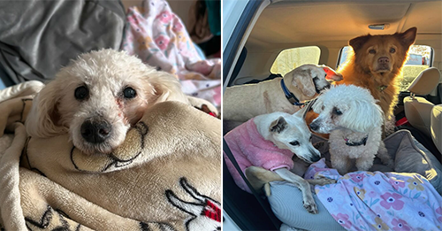 Mistreated Deaf Poodle Used As A Breeding Dog Was Euthanasia-Listed Until Rescuers Showed Up