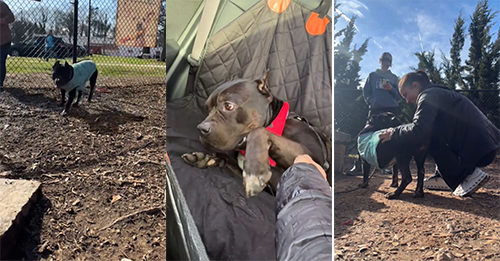 Georgia Shelter Pup’s ‘Final Goodbye’ Brings An Unbelievable Surprise