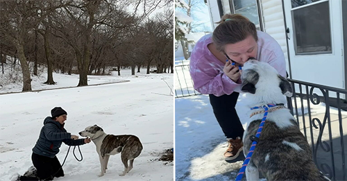 Pup From Kansas Was Lying On A Small Blanket And Freezing, But Then Something Amazing Happened