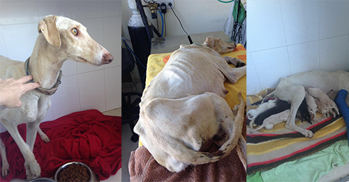 Mama Dog With A Broken Leg Desperately Tries To Find Help For Herself And Her Puppies