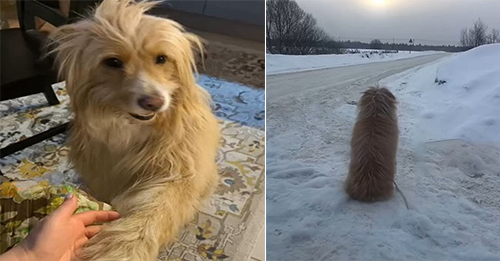 Sorrowful Dog Was Sitting In The Snow And Waiting For Her Owner Not Knowing That She Was Dumped