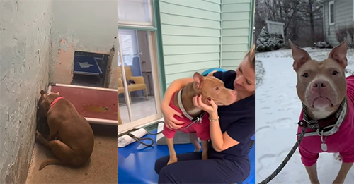 Pittie Adopted And Returned To New York Shelter Is So Devastated That She Can’t Lift Her Head